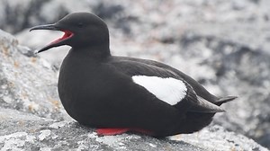 白翅斑海鸽 黑海鸠 Cepphus grylle （yt@Chasingscalesspecieshunt