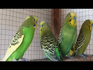 12 Hours of Non-Stop Cheerful Budgies! Enjoy the cutest moments of these playful parrots all day