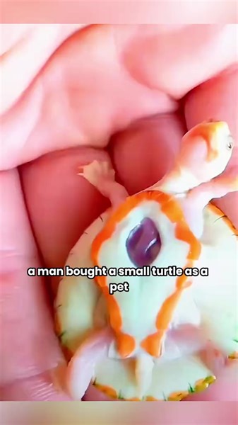 194K views · 2.2K reactions | The world's rarest turtle, not only with its heart exposed but also suffering from albinism, miraculously survived.#foryou #turtle #miracle #animaltiktok | Unique zoo | Facebook