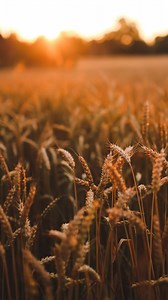 Complete your milling setup with GrainMaker® accessories designed to enhance performance and ease of use. From motorization kits to mounting hardware and replacement parts, we’ve got what you need to keep your mill running smoothly for years to come. Explore all accessories and upgrade your mill at grainmaker.com. | GrainMaker Mills