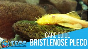 Bristlenose Pleco: Care Guide (Tank Setup, Food, Lifespan & Breeding)