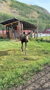 975 reactions · 70 shares | Happy Moose Monday from Lilly the moose! 龜 Lilly was rescued by Alaska department of Fish and Game and brought to our farm in June of 2023. She was only a few days old! We raised her on a bottle. We love watching her learn and grow! She’s so sweet. She has the most gorgeous eyelashes!!!  *Please don’t try this in the wild! * #Lilly #moose #monday #moosemonday #mondaymotivation #mondaymood #mondaymorning #boop #snoot | Williams Reindeer Farm | Facebook