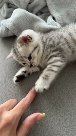 This kind of love🥹🤍 #bkh #kitten #cat #fy #fypage