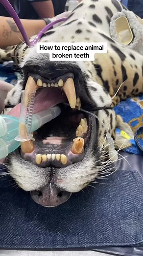 How to Replace Broken Animal Teeth Easily