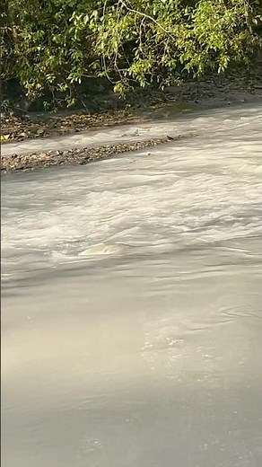 Squamish PINK SALMON (SPAWNING!!) Mamquam River