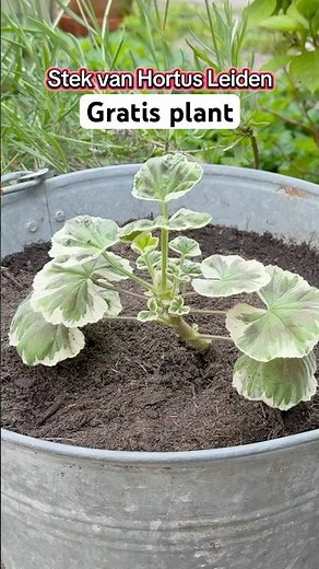 Stekken = gratis planten