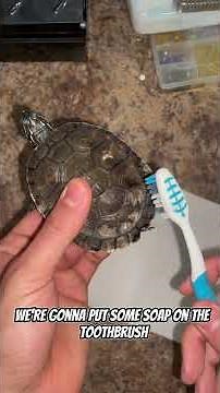 Turtle care for shell rot #turtle #babyturtle #turtlecare #turtlehealth #turtlecareguide #shellrot