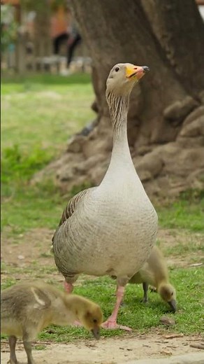Calm Goose by the Tree — A Quiet Moment in Nature | Peaceful_Tranquil