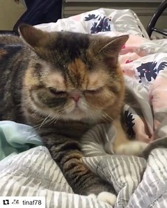 9.5K views · 693 reactions | Arm workout. Better than the elliptical. | CatCon Worldwide | Facebook