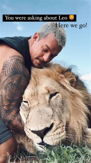 181K views · 7.4K reactions | The majestic king leo 女 #DeanSchneider #wildanimals #jungle #animalvideos #lioness #LionPride #cuddling #animals #cuddle #lovelybaby #lions #cubs #lionking #deanschneiderlions | Dean Schneider Fans Forever | Facebook