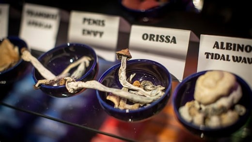 B.C. man acquitted of sexual assault after blaming 'automatism' on magic mushrooms