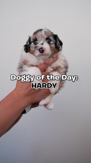 Hardy is a female #AustralianShepherd X #Poodle puppy, aka #miniaussiedoodle ! Hardy has such a chill, laid-back personality and loves to be playful! We expect her adult weight to around 25-30lbs. She has hair not fur making her a great choice to those that have allergies. To learn more about our puppies and our process, visit us online using the link in our bio or DM us. #puppy #aussiedoodle #puppiesoftiktok #doodletok #puppies