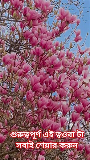 Beautiful flower tree Paris #flowers #istagfar #ytshorts #trending #love #viralvideo #motivation