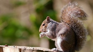 #FunFact: Squirrels’ front teeth never stop growing, and they need to get worn down by gnawing on nuts. #Squirrel #Animals #Wildlife #Nature | Animal Planet