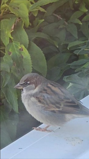 Birds set free. beautiful sparrows ✨️✨️