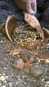 1.6M views · 10K reactions | treasure Hunter #Gold #found a treasure #metal detecting #chest of gold | Mohammed Mallouch | Facebook