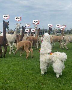 17M views · 5.2K reactions | When a fake alpaca infiltrates the herd... 蓮 | LADbible | Facebook