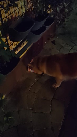 Silver Michelle Baena CiriaCruz on Reels