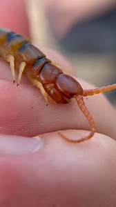 Creepy or not? Centipedes in general FREAK people out, and it’s not hard to understand why. The quick movements, the many legs, and of course the venomous bite all work together quite well to discourage people from getting close to these animals. Despite all this however, every centipede I’ve encountered over the years has been quick to flee and been disinterested in wasting its venom for defense even when held. This just goes to show the old adage of “don’t judge a book by its cover” is still e