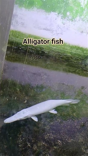 #alligatorfish #alligator #reptiles #fish