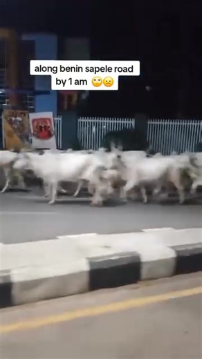 Hundreds of cows walking in Sapele road, around Kada 🐄 | Edo Updates