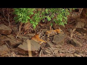 Wildlife safari in Rajasthan