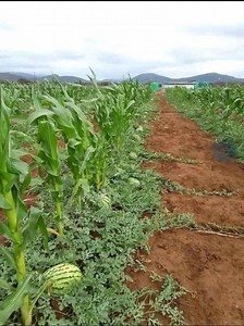 17K views · 263 reactions | Dual Crop Farming Dual crop farming or...