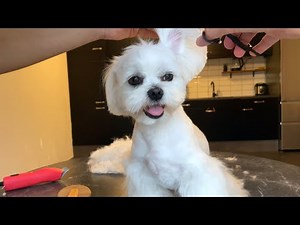HOW GROOMING A MALTESE DOG AT HOME IS LIKE 🐩