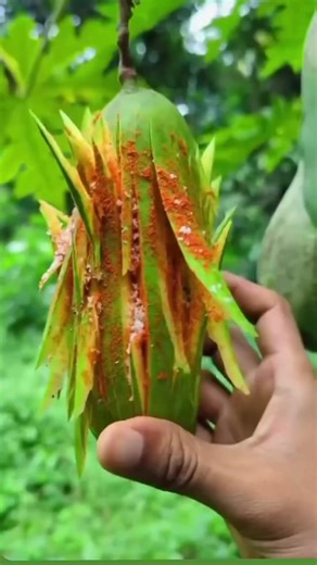 Mango season 🥭🤣#youtubeshorts #funny #dailyvideo #comedy