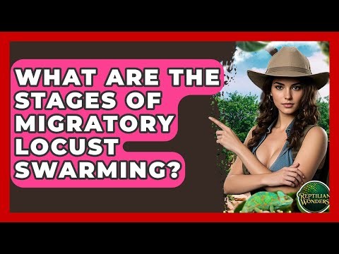 What Are The Stages Of Migratory Locust Swarming? - Reptilian Wonders