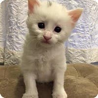 Rescued Kittens and Cats Available For Adoption Near Phoenixville