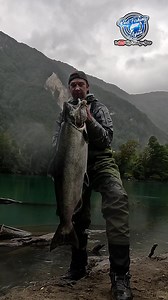 Brutal Chinook en Aysén — ¡Pesca épica! #aysen #fishing #chinook #salmon #pesca #fypviralシ #fypシ゚ | Rod Fishing Aysen
