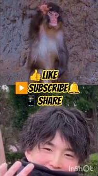 🐒 パンチ君 潘奇 Punch Story Lessons from Miyakoshi and towards Future #shorts #shortvideo #youtubeshorts