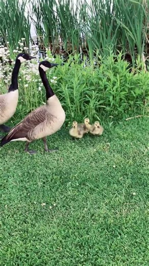 Funny Goose Sings Meme by The McFarlands