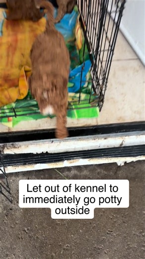 California Double Doodles on Instagram: "Heard of “Babywise?” It works magic on puppies, too!! So does being like “Downton Abbey” and having a nursemaid. ☕️🏯👩‍⚕️🐶 #doodlepuppiesforsale #doodlesofcalifornia #minigoldendoodle #minidoodles #minilabradoodle"