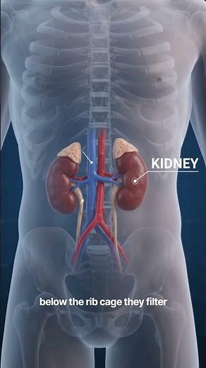 ​Kidney Location and Function 3D Medical Animation | Anatomy & Physiology #nursingnotes #bscnursing