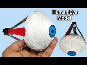 3d Human Eye Model with Paper & Cardboard | Easy Science Working Model for Project | Human Eye