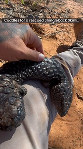 1.3K reactions · 57 shares | Some quality cuddles & scratches for a beautiful Shingleback Skink (Tiliqua rugosa aspera) after it was rescued on the job in Mallee NSW, AUSTRALIA. #reels #reptile #lizard #love #rescue #wildlife #lizardsofinstagram #reelsinstagram #australia #fauna #outbackaustralia #nature #conservation | Mick Fullerton Wildlife | Facebook