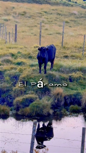El toro bravo y su sombra | El Páramo