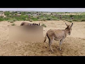 Donkey vs. Goat: The Most Hilarious Desert Rivalry