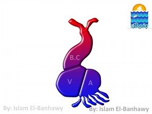 Embryology of the heart