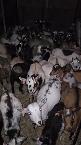 21K views · 597 reactions | Baby Goat Snuggling comes to the Berwick Riverfest 2024! The goats are waiting. Berwick, Pennsylvania Steinmetz Family Farm #riverfest #goat #snuggling #babygoats #farm #fun | Steinmetz Family Farm | Facebook