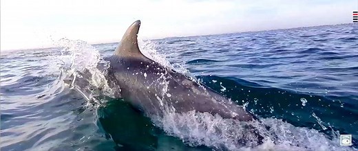 [Drone] Les dauphins filmés par notre drone pour l'association Association Association Al lark Easy Ride opérateur drone http://www.easyridevideos.com #drone #easyride #allark #dauphin #cancale #Bretagne #Montsaintmichel | Easy Ride