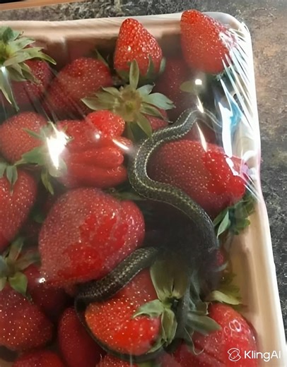 😱Like every Sunday, I did my shopping following my usual routine: picking fresh products, checking expiration dates, and making sure nothing was missing. The next morning, looking for a small sweet treat to enjoy with my coffee, I took out the pack of strawberries to wash them. As I removed the pack, my eyes suddenly caught something unusual. 🤔 Among the perfectly red and shiny strawberries was a long, thin, and strange object. My first instinct was to think it was a simple mistake: perhaps a 