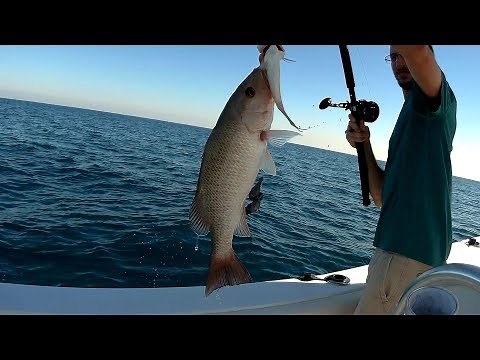 BIG Mangrove Snapper and Yellowtail Snapper | Florida Offshore Bottom Fishing