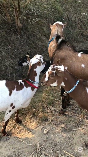 Herds of Goats 😱🐐 #herds #goats #village #foryou