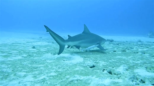 Bull Sharks in Playa del Carmen México with www.playascuba.com Bull sharks or Carcharhinus leucas are fascinating and robust marine predators known for their adaptability to both salt and freshwater. Playa del Carmen, located on the Caribbean coast of Mexico’s Yucatán Peninsula, is one of the prominent areas where bull sharks are frequently spotted, especially during certain times of the year. #KlausBosbach gives you a detailed overview of bull sharks in the context of Playa del Carmen: Habitat 