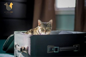 How to Move Cats Without Stress?