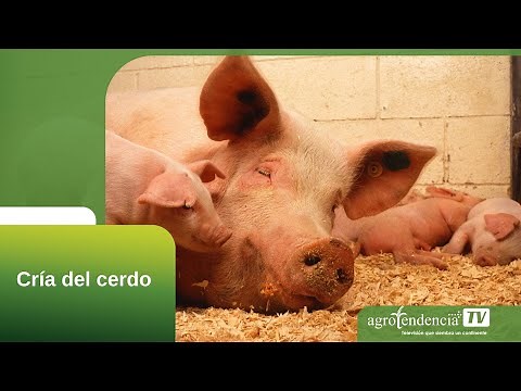 PIGS IN 2 MINUTES