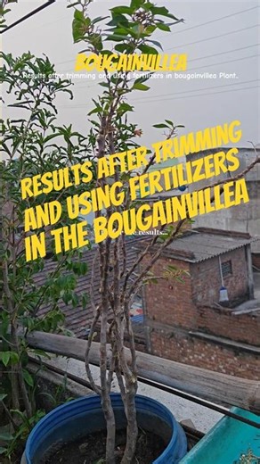 Results after trimming and using fertilizers in the bougainvillea Plants #bougainvillea #shorts